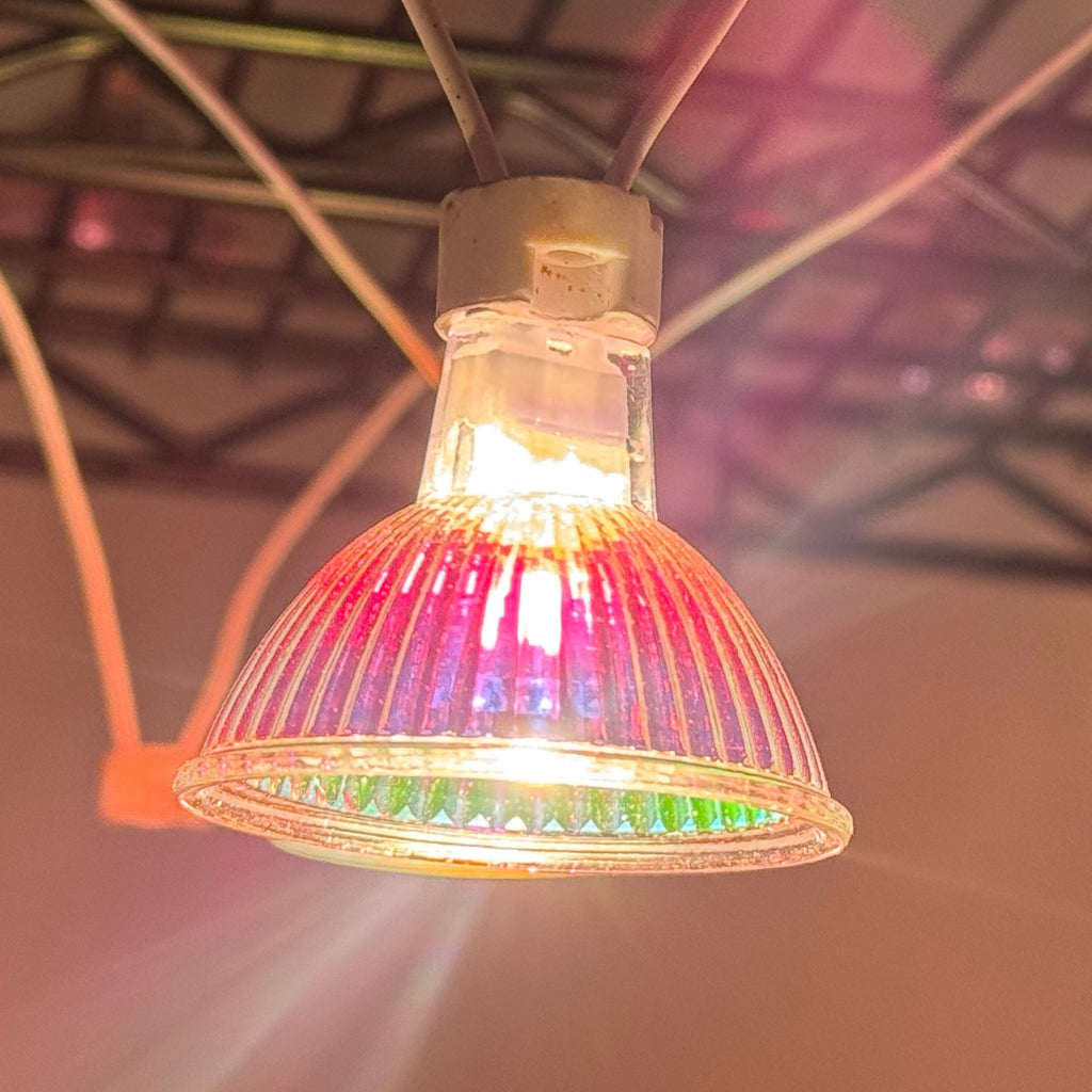12V 24V 48V 50W Halogen MR16 Lamp 36° Beam Spread (EXN), glass cover