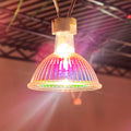 12V 24V 48V 50W Halogen MR16 Lamp 36° Beam Spread (EXN), glass cover